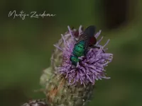 Hedychrum species